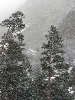 Уллу-тау. Сосны и снег.
